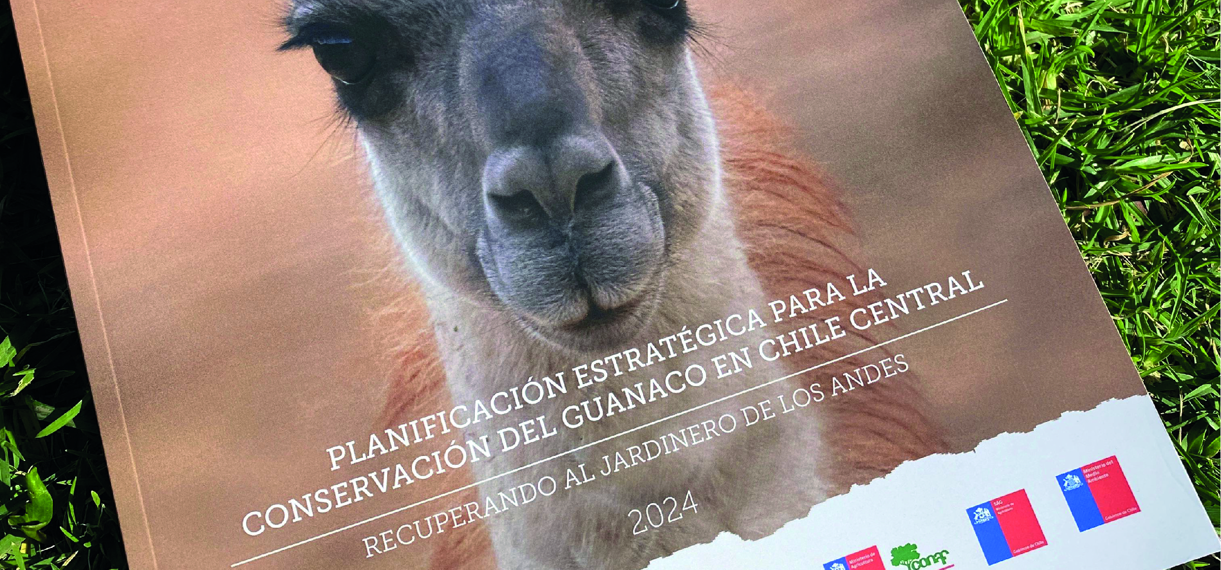 Kintu junto a WCS lanzan guía para la conservación del Guanaco